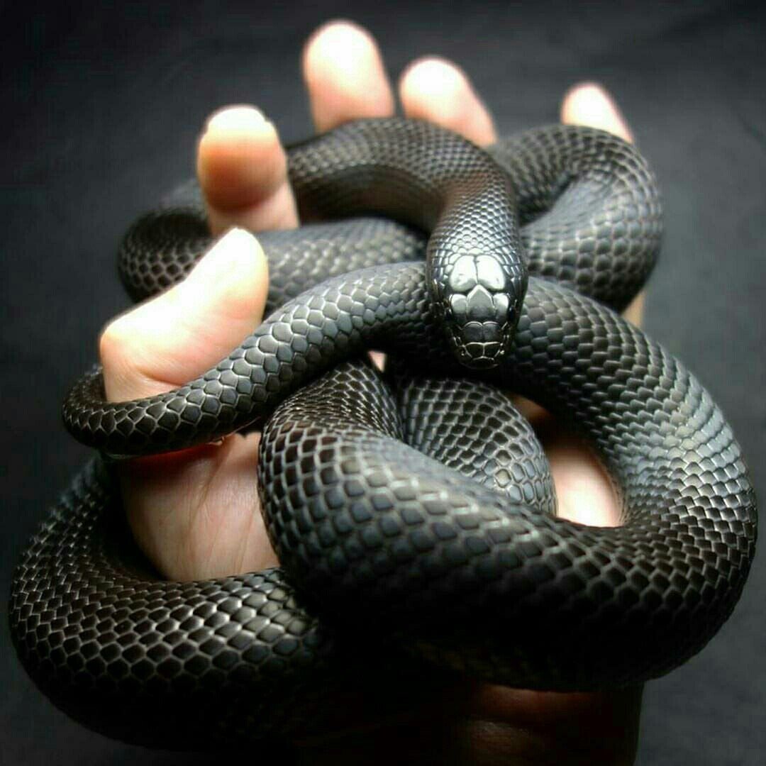 Чёрная Мексиканская Королевская змея