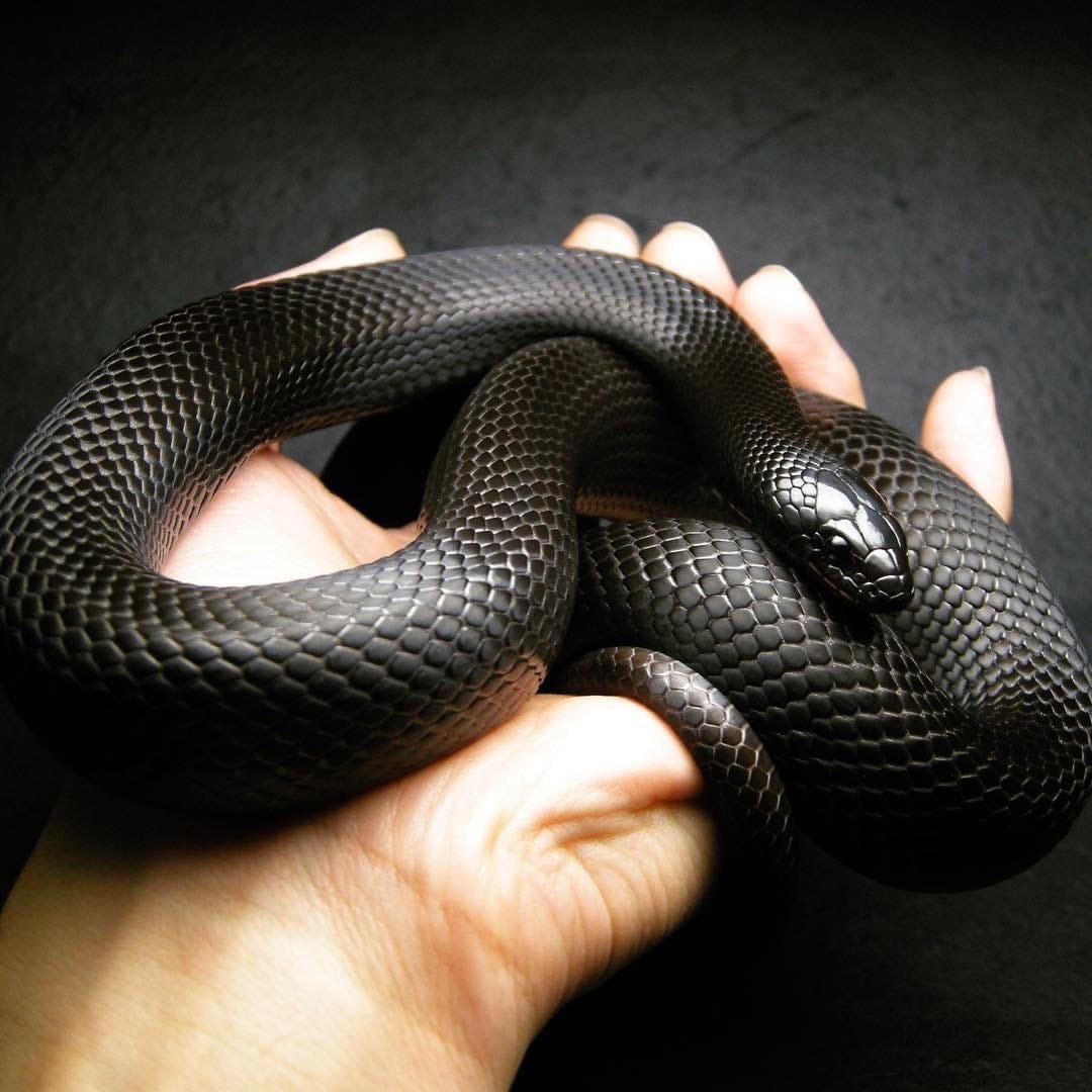 Королевская змея нигрита. Королевская черная змея Nigrita. Мексиканская Королевская змея. Мексиканская Королевская нигрита. Души питона