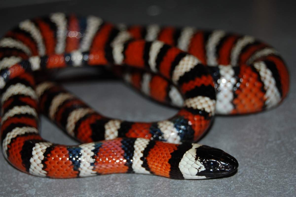 Калифорнийская Королевская змея