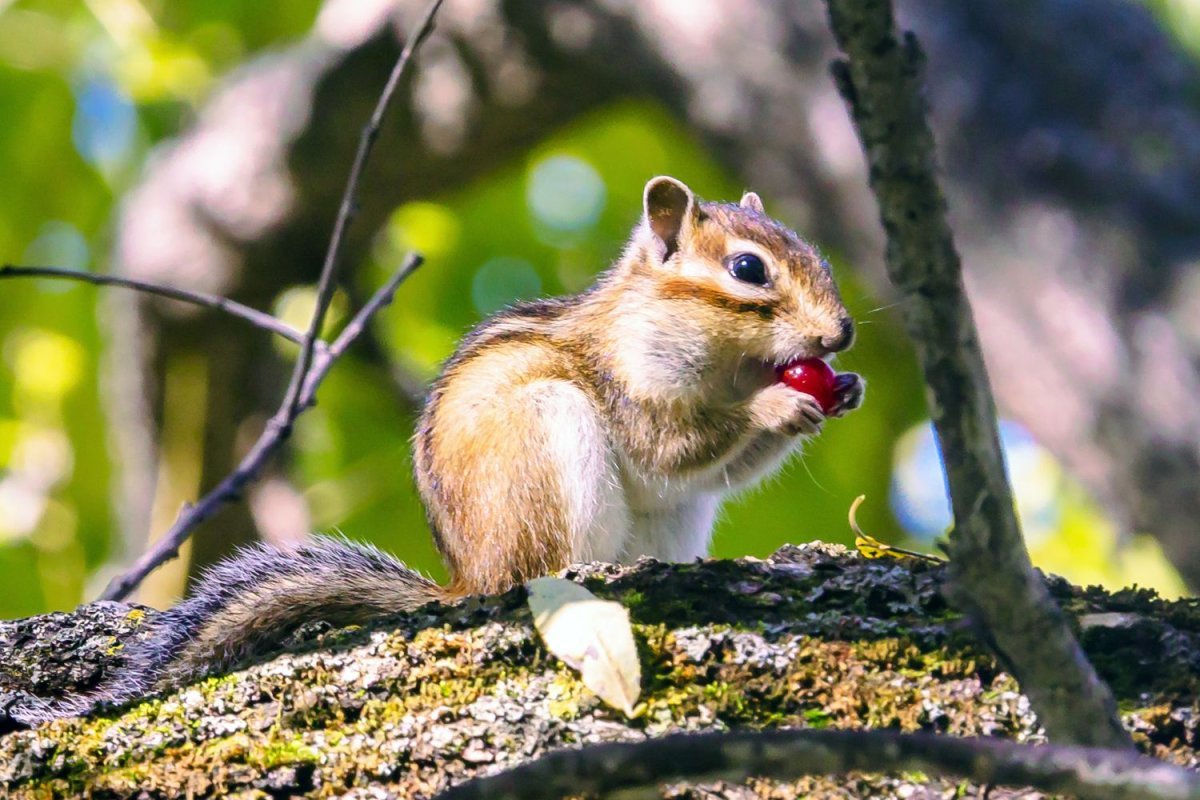 Бурундук осень
