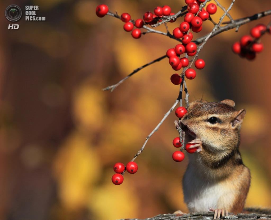 Бурундук доброе утро осень