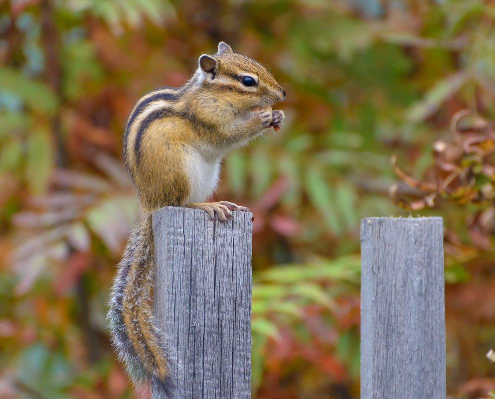 Обитатели тайги бурундуки