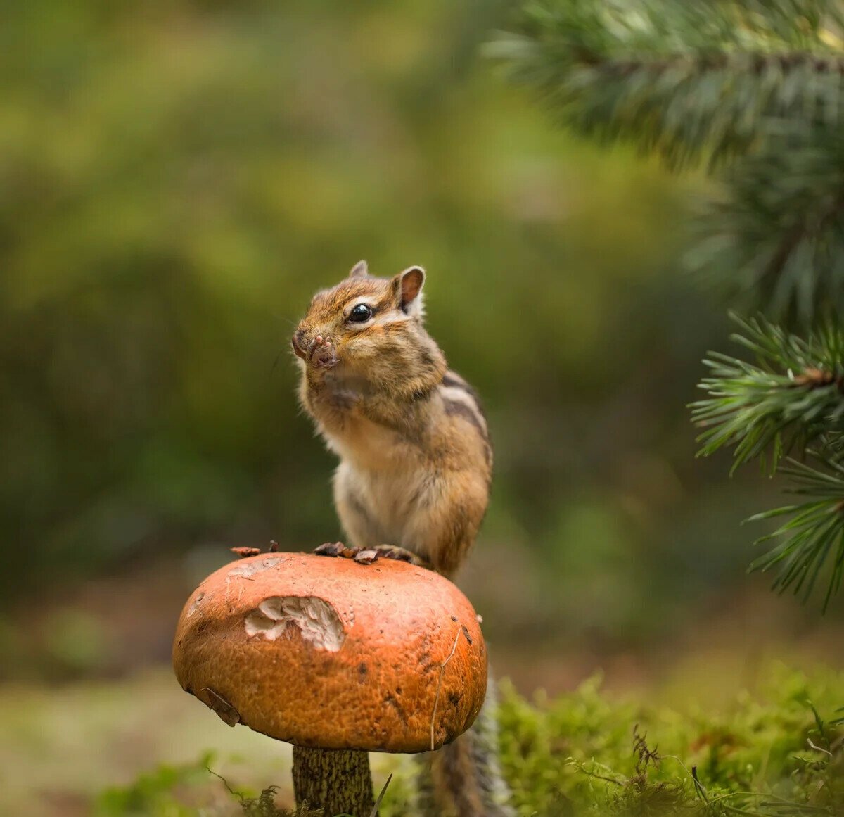 Бурундук в лесу
