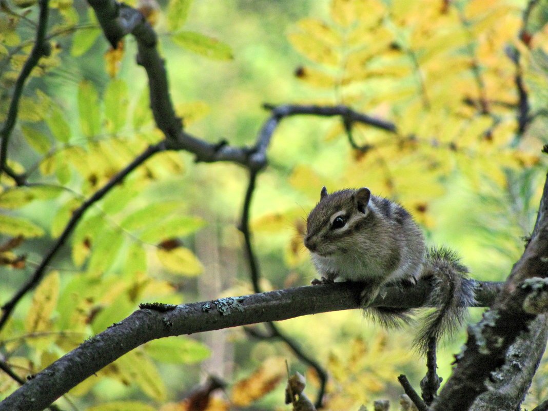 Бурундук осень