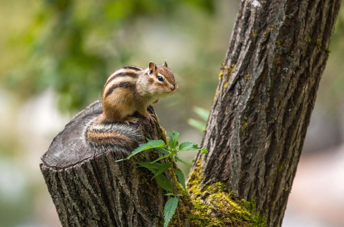Белка Бурундуковая