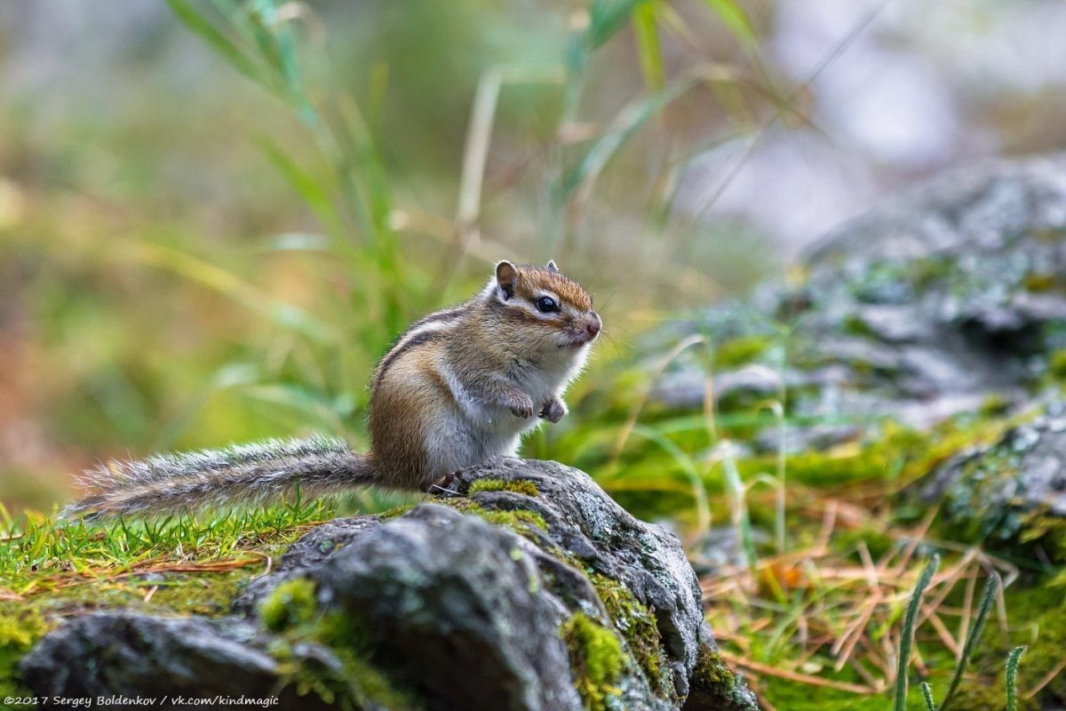 Бурундук Сибирский среда обитания