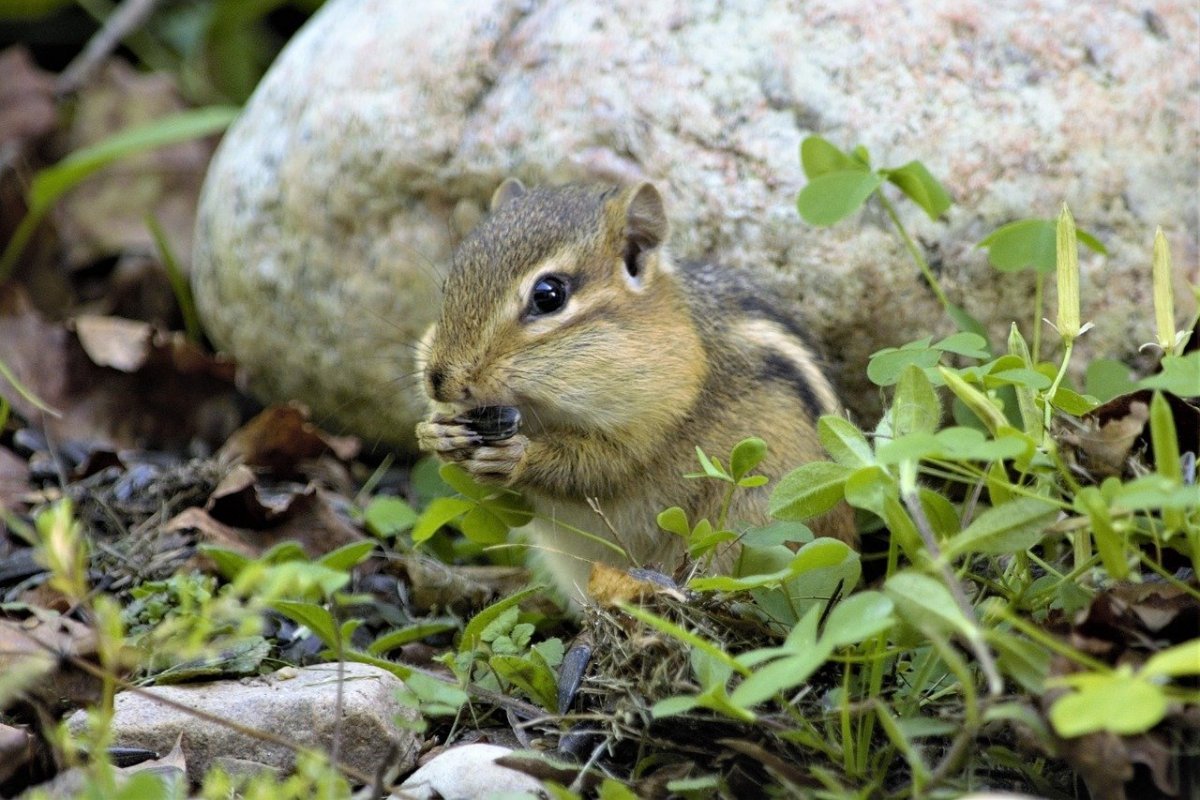 Бурундук Сибирский в Республике Марий Эл