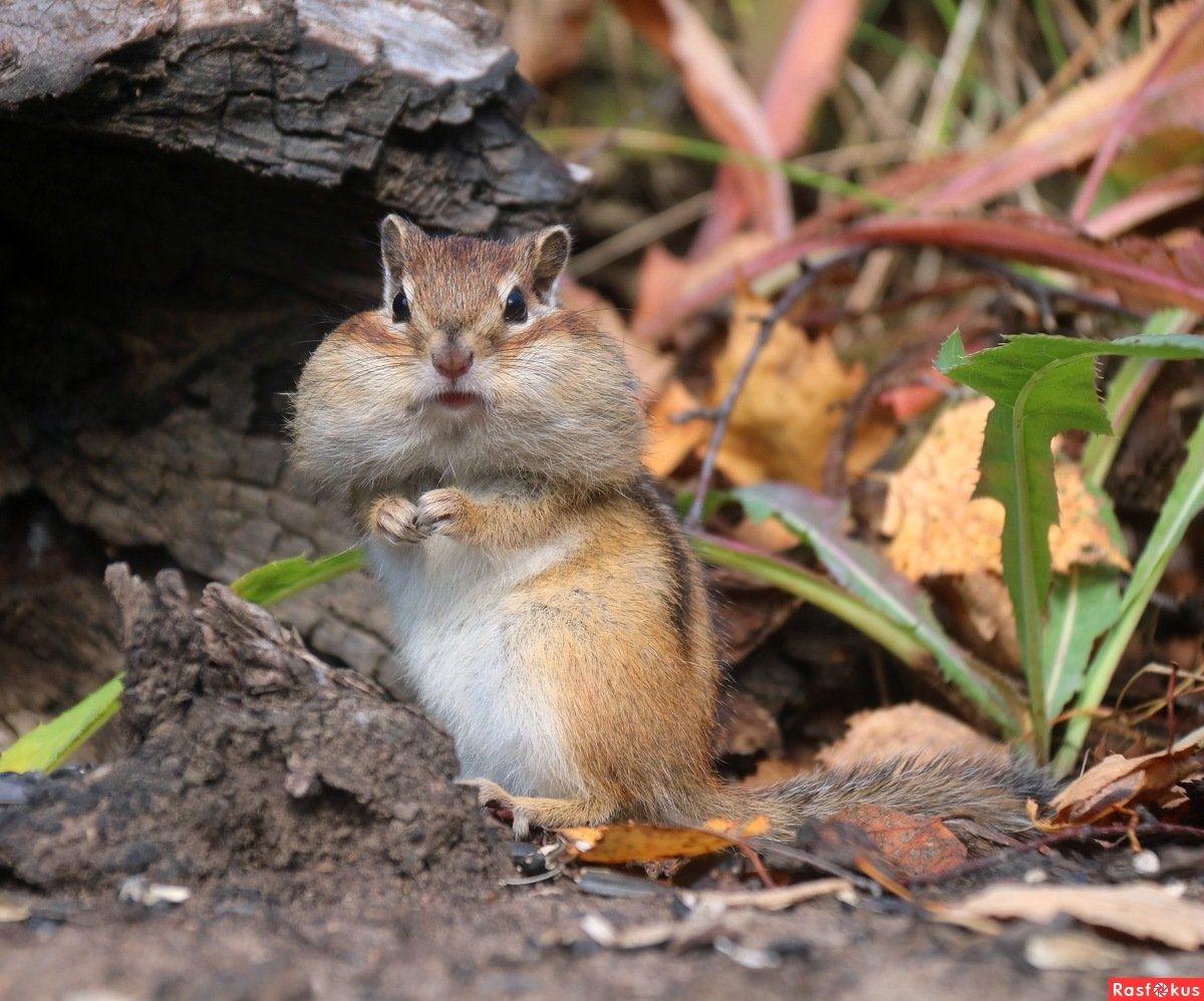 Бурундук Академгородок