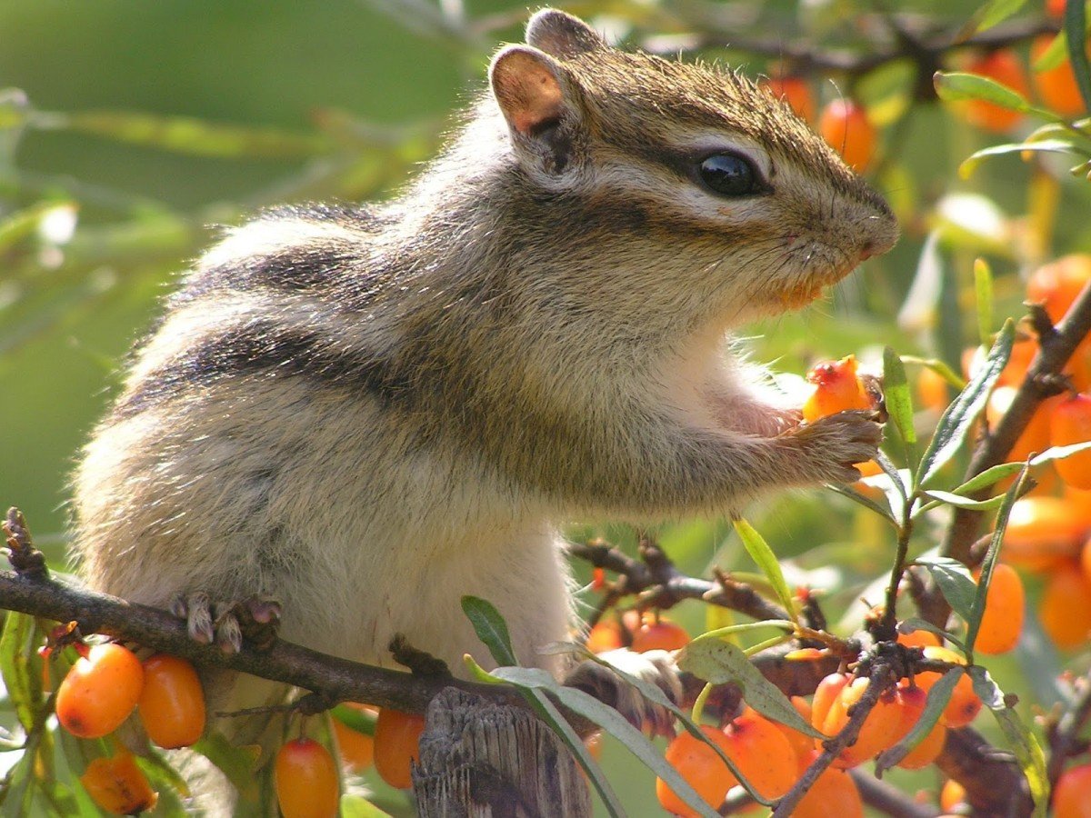 Запасы бурундука