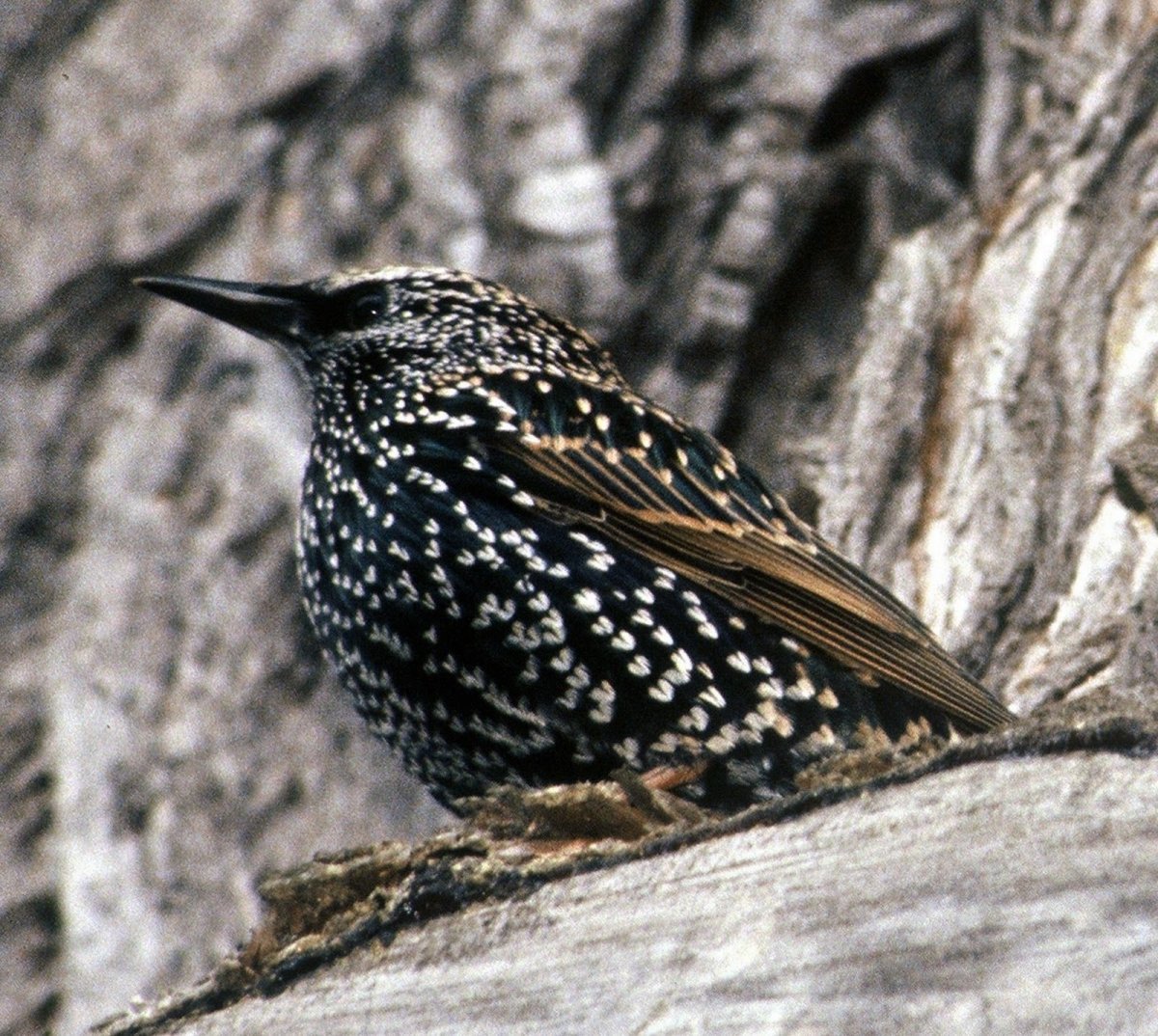 Чёрная птица в белую крапинку