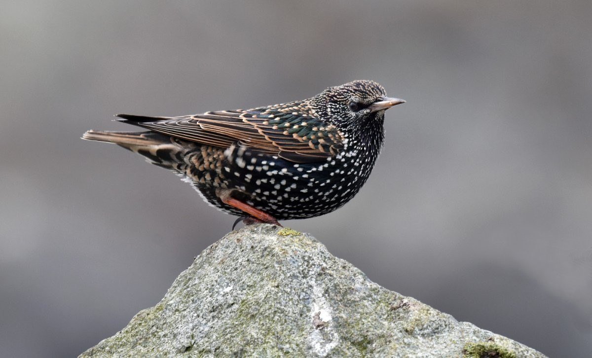 Дрозд обыкновенный скворец