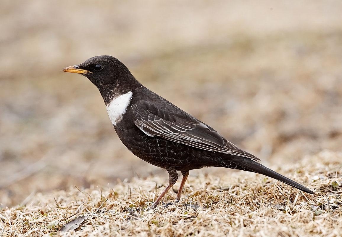 Белозобый Дрозд