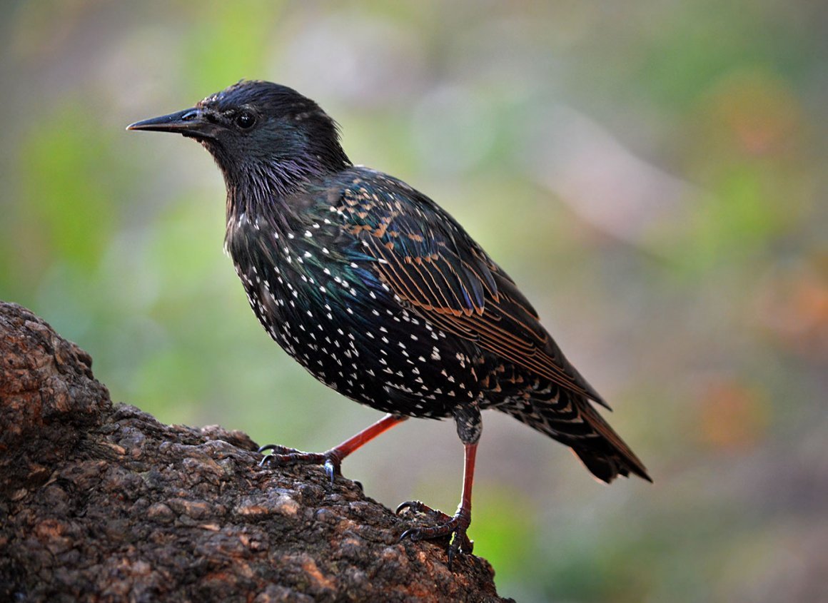 Капский скворец