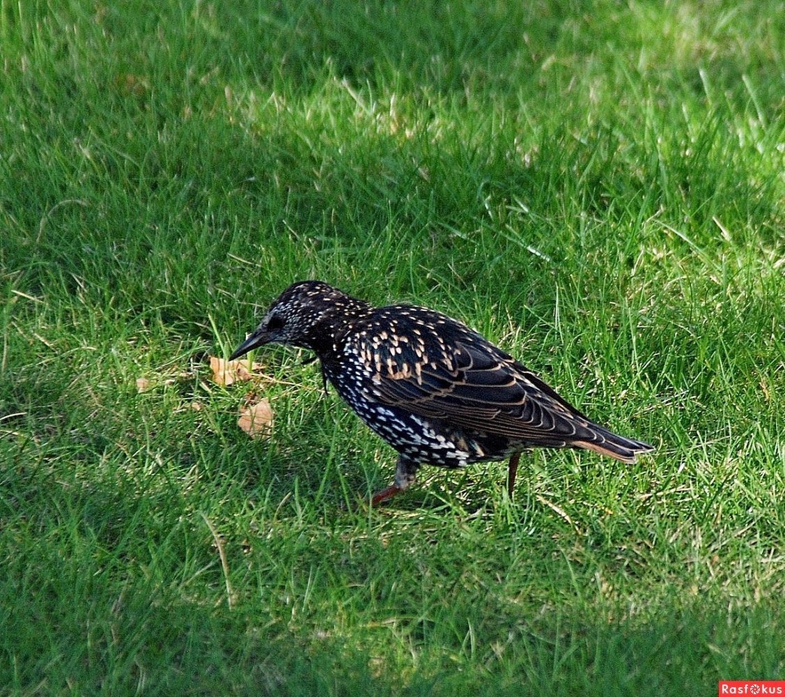 Скворец пятнистый