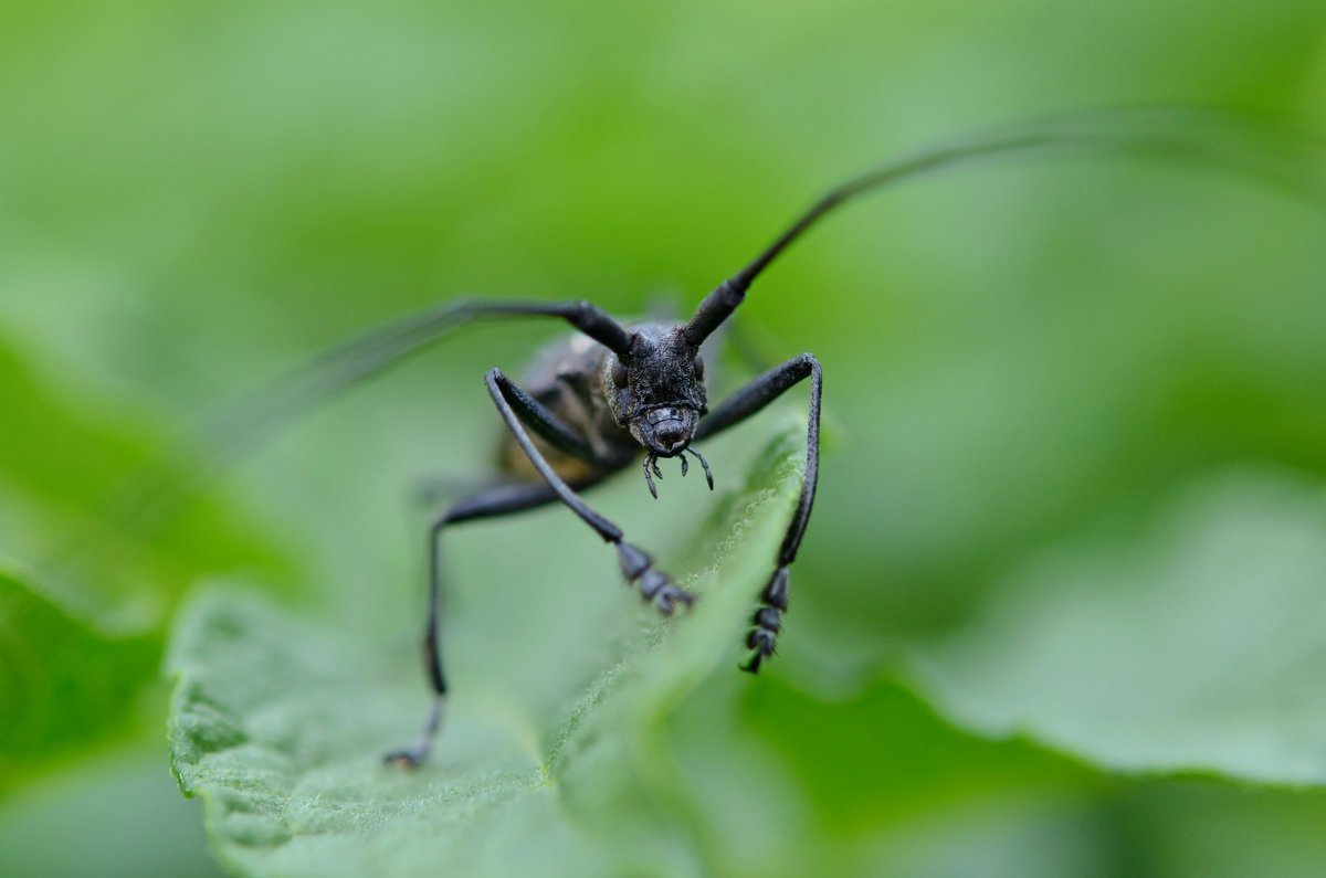 Стригун Жук Байкальский