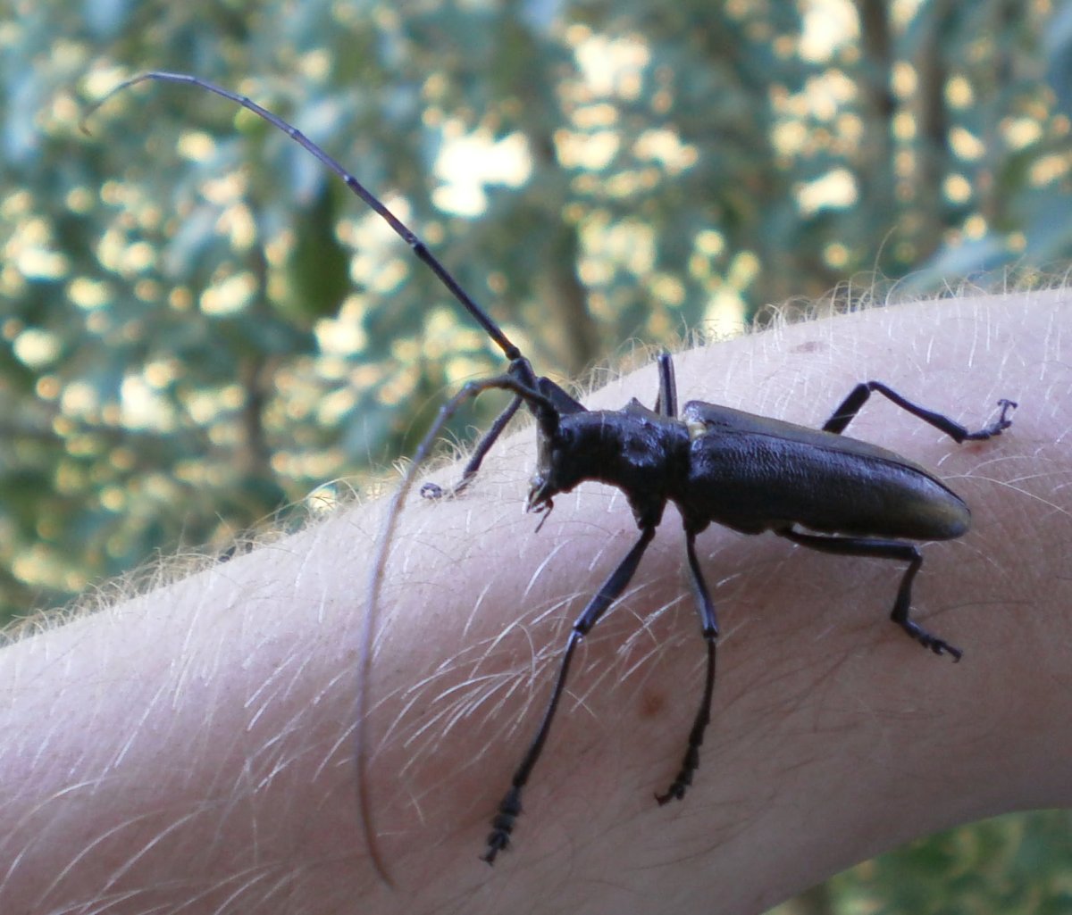 Жук короед усач