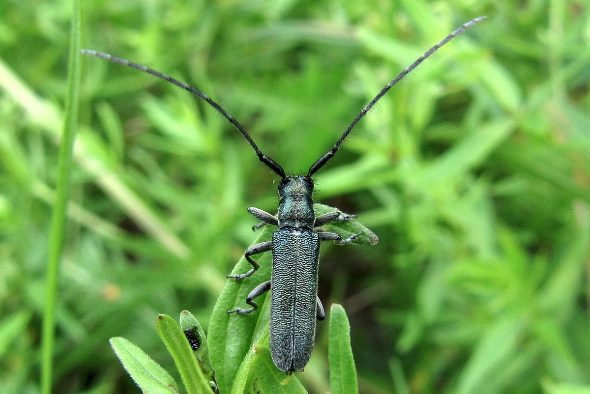 Жук усач Крымский