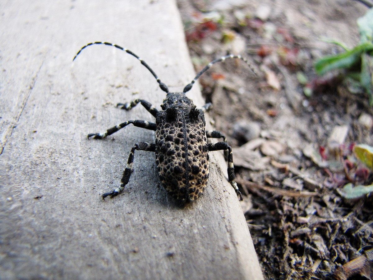 Жук усач Moechotypa diphysis