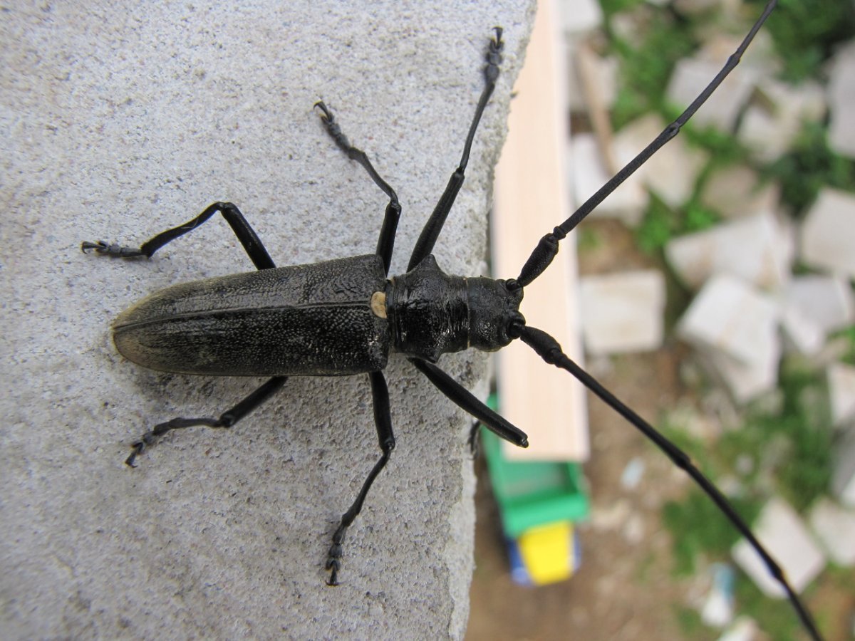 Стригун дровосек Жук