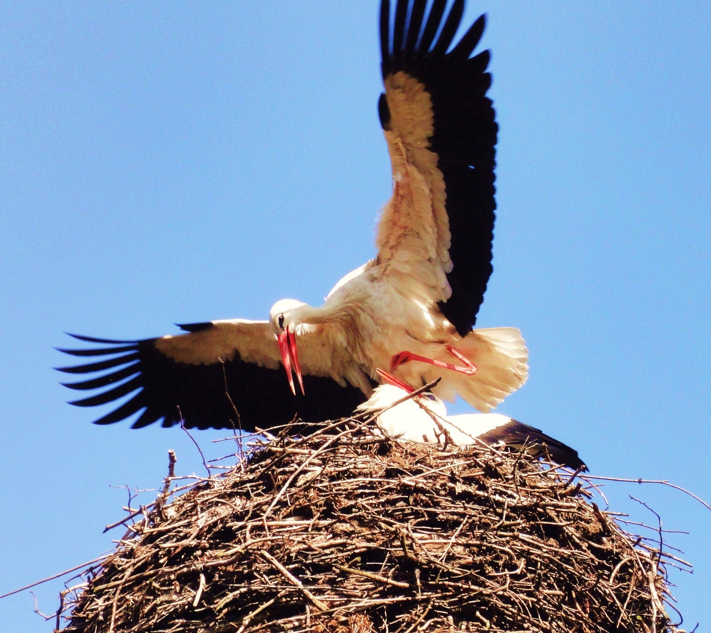 Гнездо птицы аиста