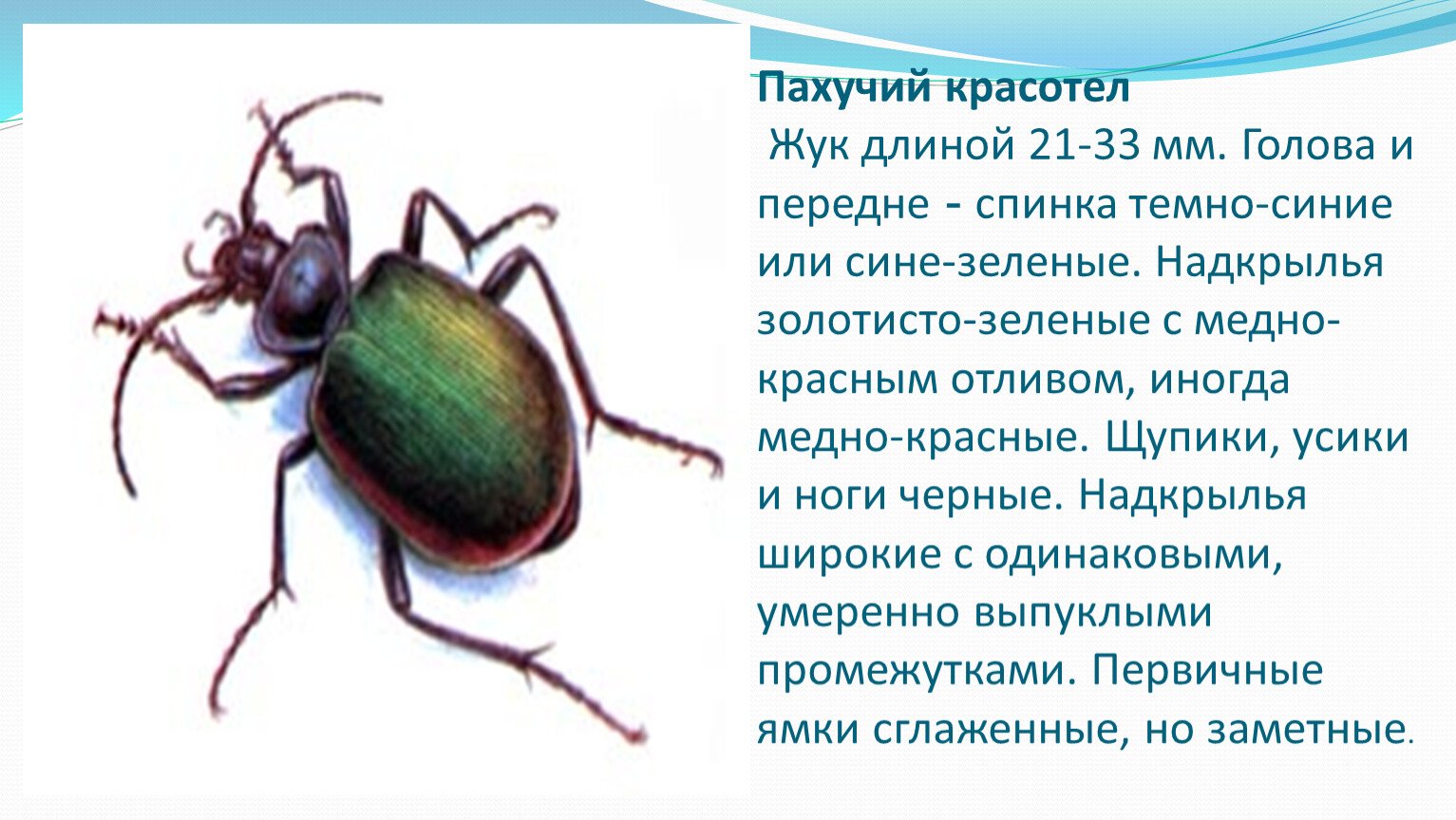 В какой природной зоне обитает жук красотел. Жук красотел занесен в красную книгу. Не суди жука по надкрыльям.