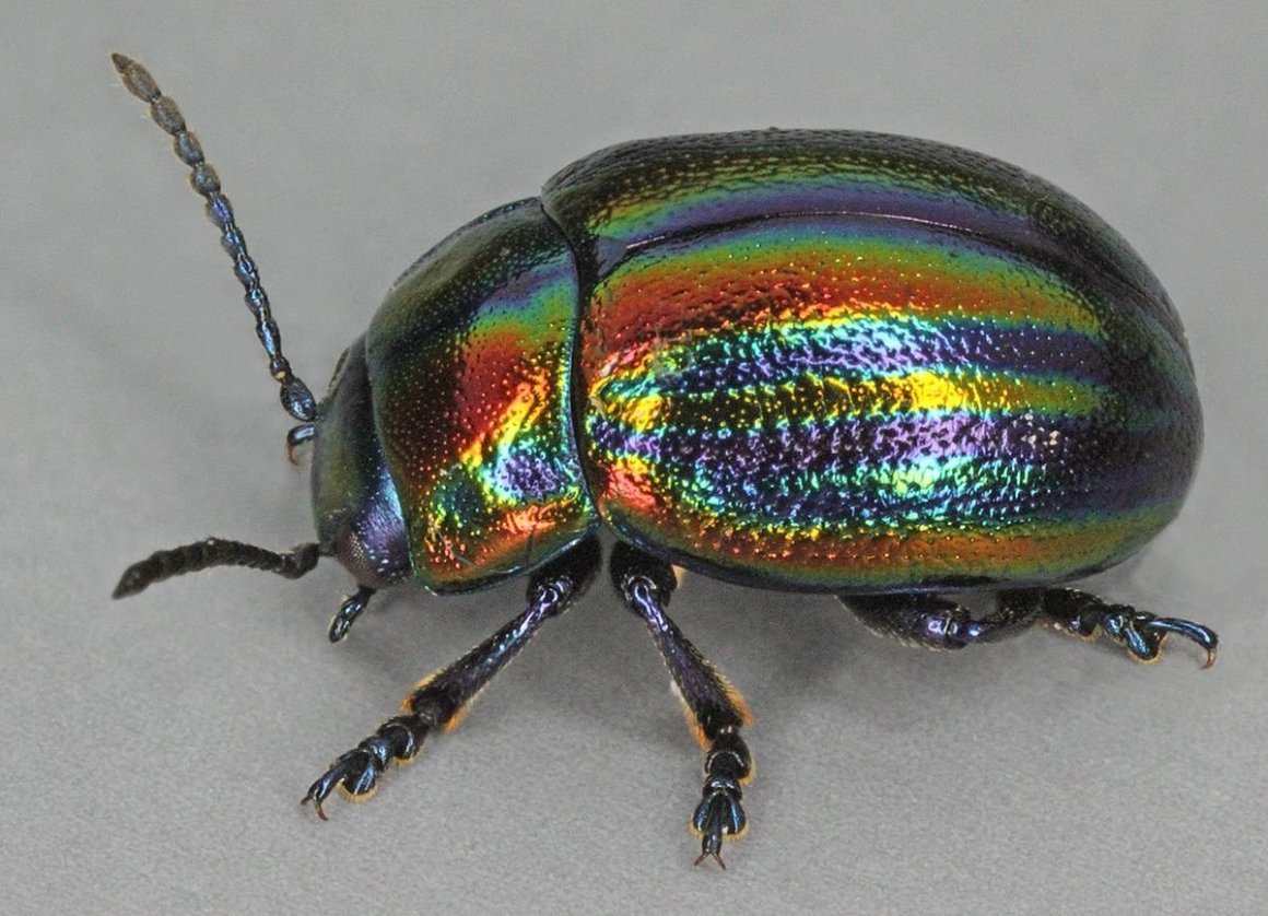 Жук Chrysolina cerealis