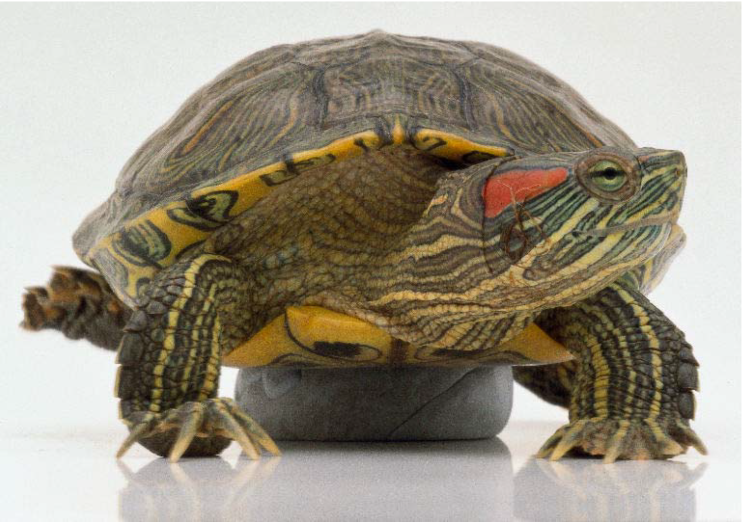 Купить черепаху водную. Красноухая черепаха. Красноухие черепахи красноухие черепахи. Американская красноухая черепаха. Красноухая Пресноводная черепаха.
