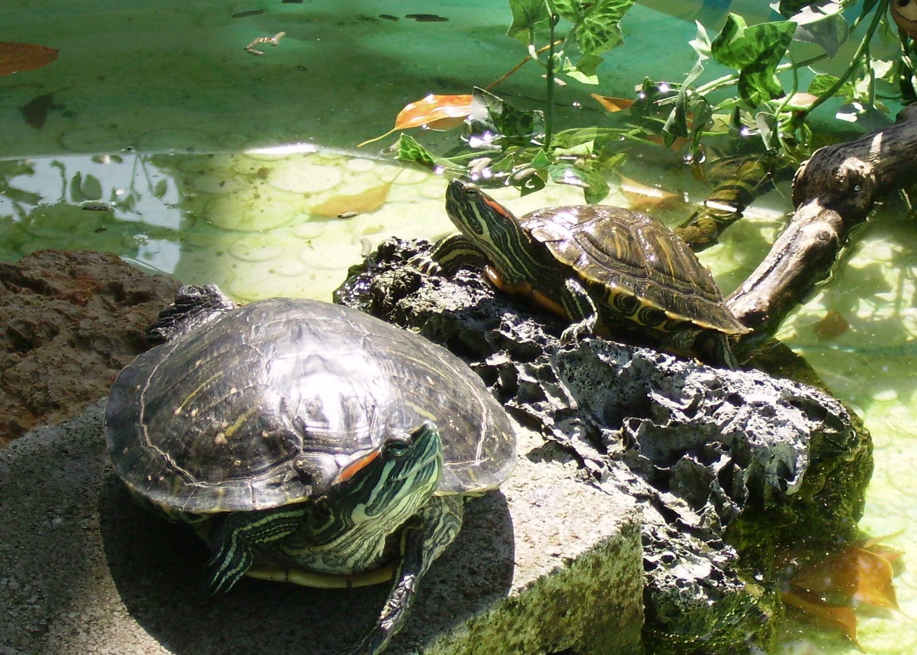 Черепаха рост. Красноухая Болотная черепаха. Красноухая Пресноводная черепаха. Красноухая водоплавающая черепаха. Морская черепаха красноухая.