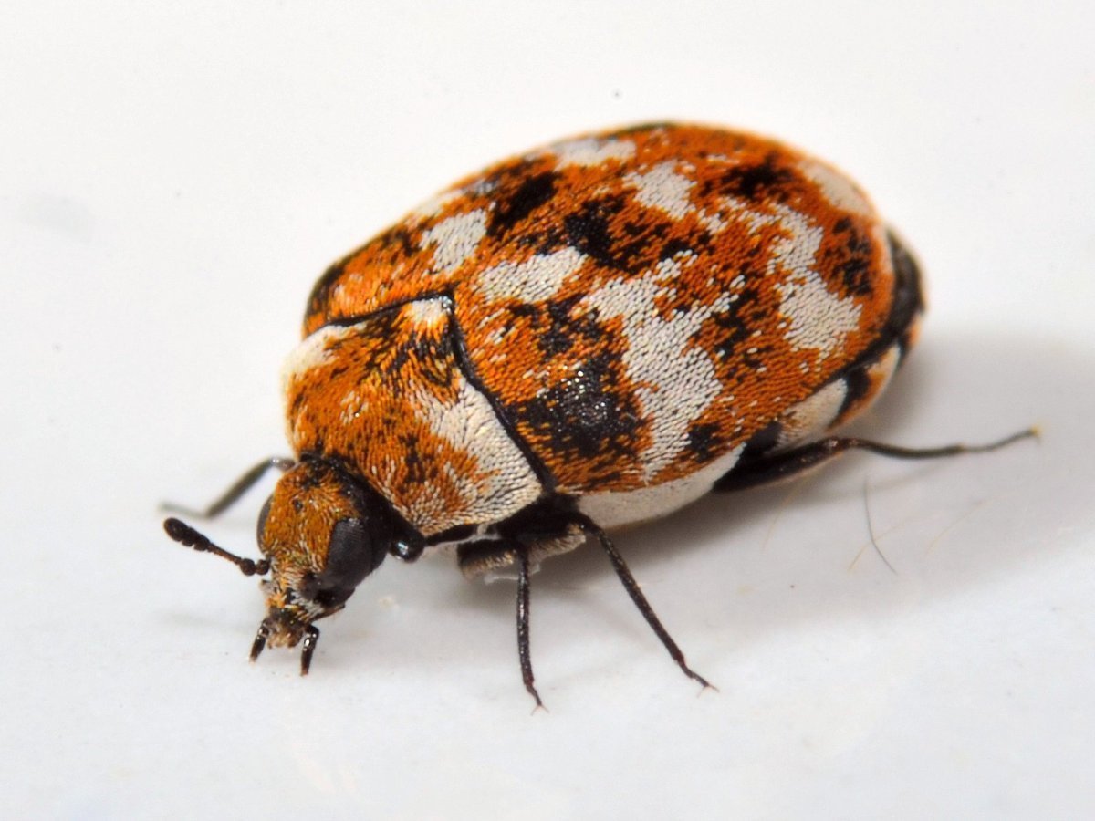 Жук кожеед Anthrenus