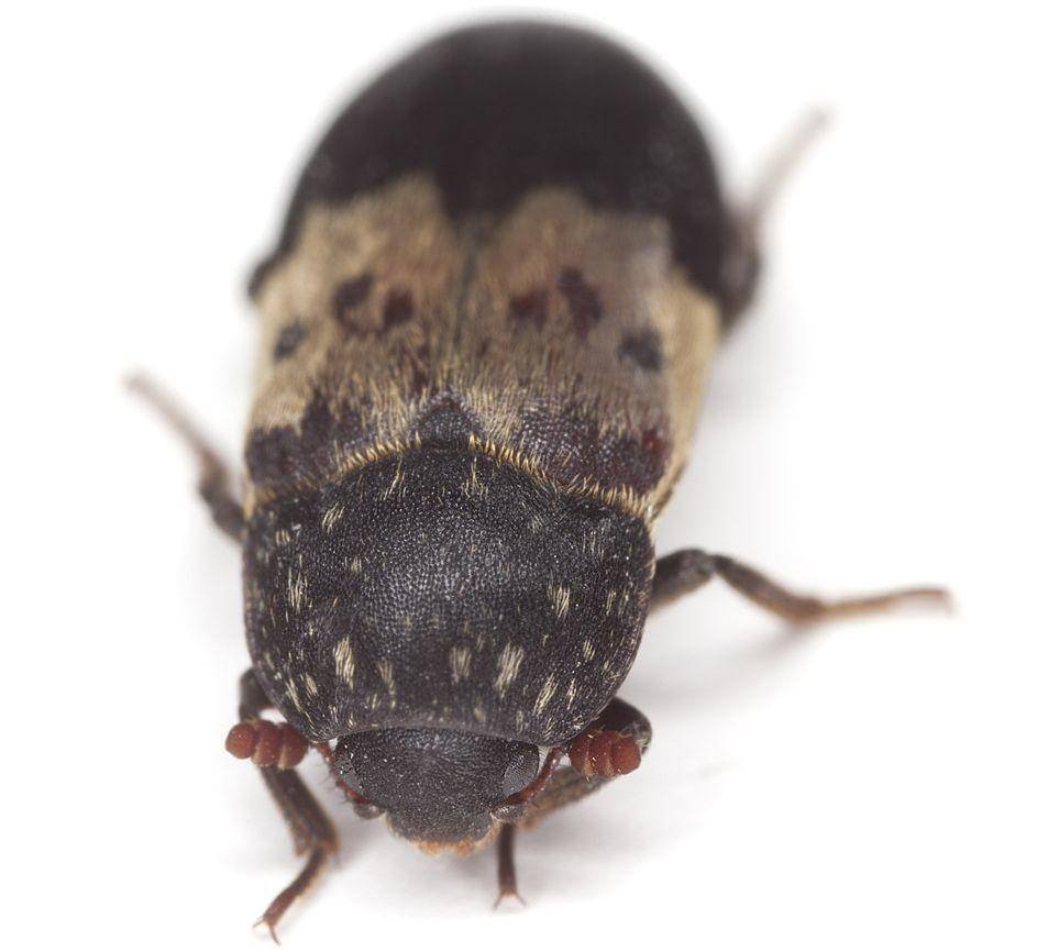 Жук Dermestes Lardarius