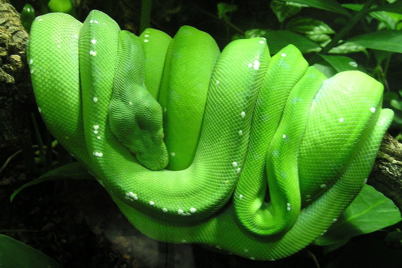 Большие зеленые змеи. Смарагдовый полоз зеленый. Собакоголовый удав. Змея изумрудный питон. Змея питон зеленый.
