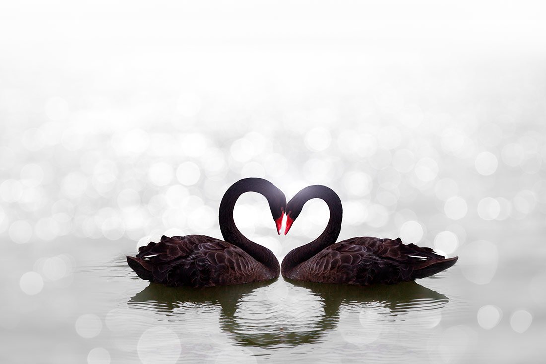 Красные лебеди в форме сердца