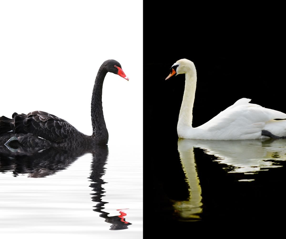 Черные лебеди риск