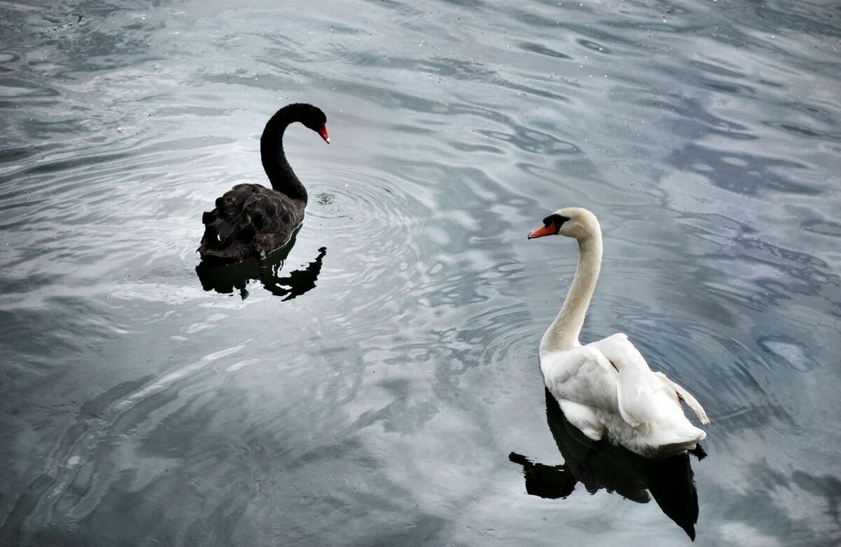 Белые лебеди Пахомов