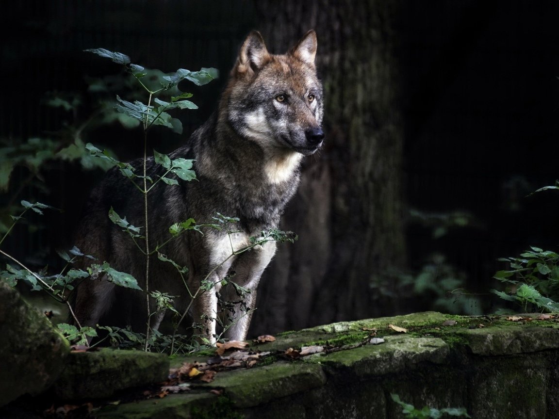 Волк в природе