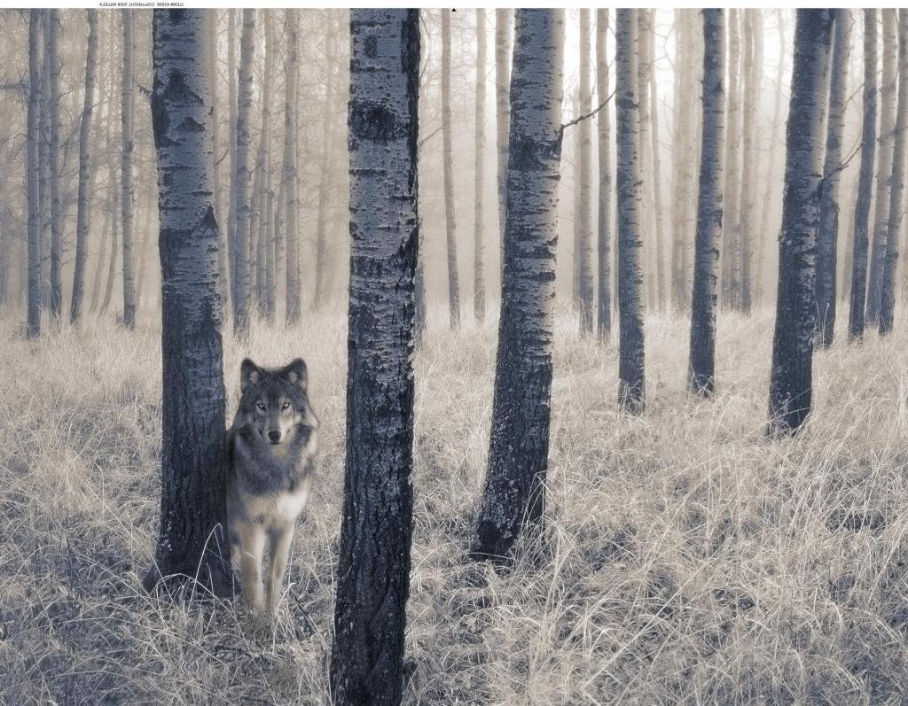 Волк в лесу