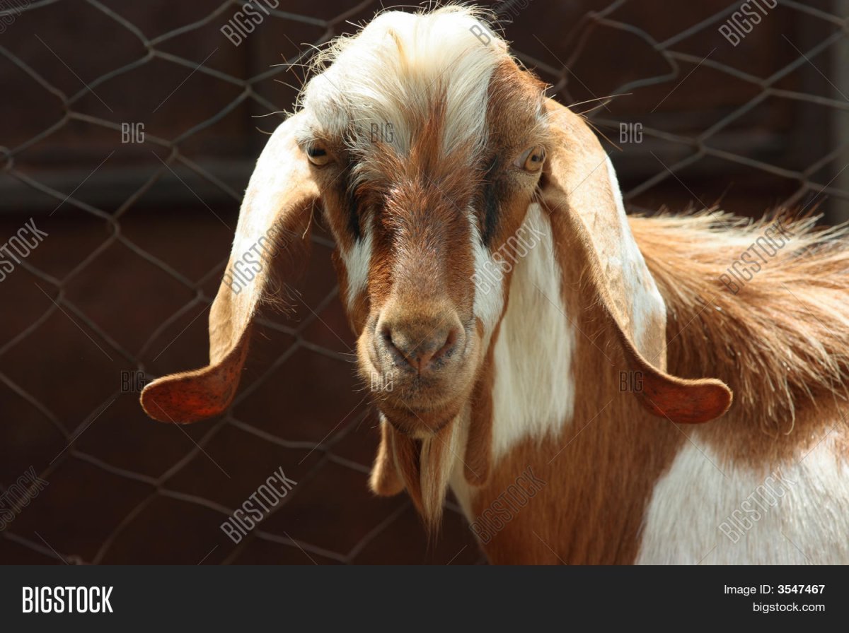 Вислоухая коза