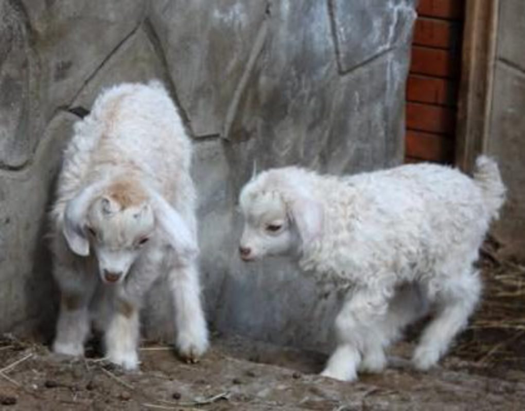 Кудрявые козочки