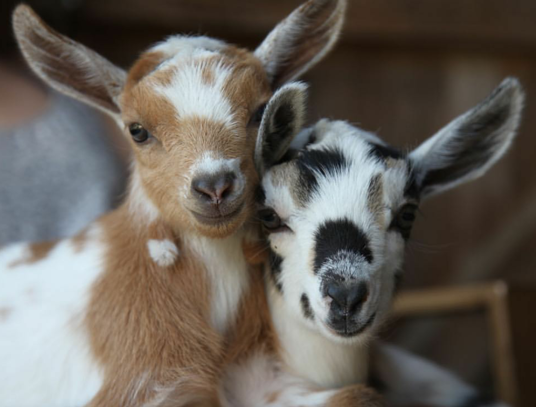 Милая козочка