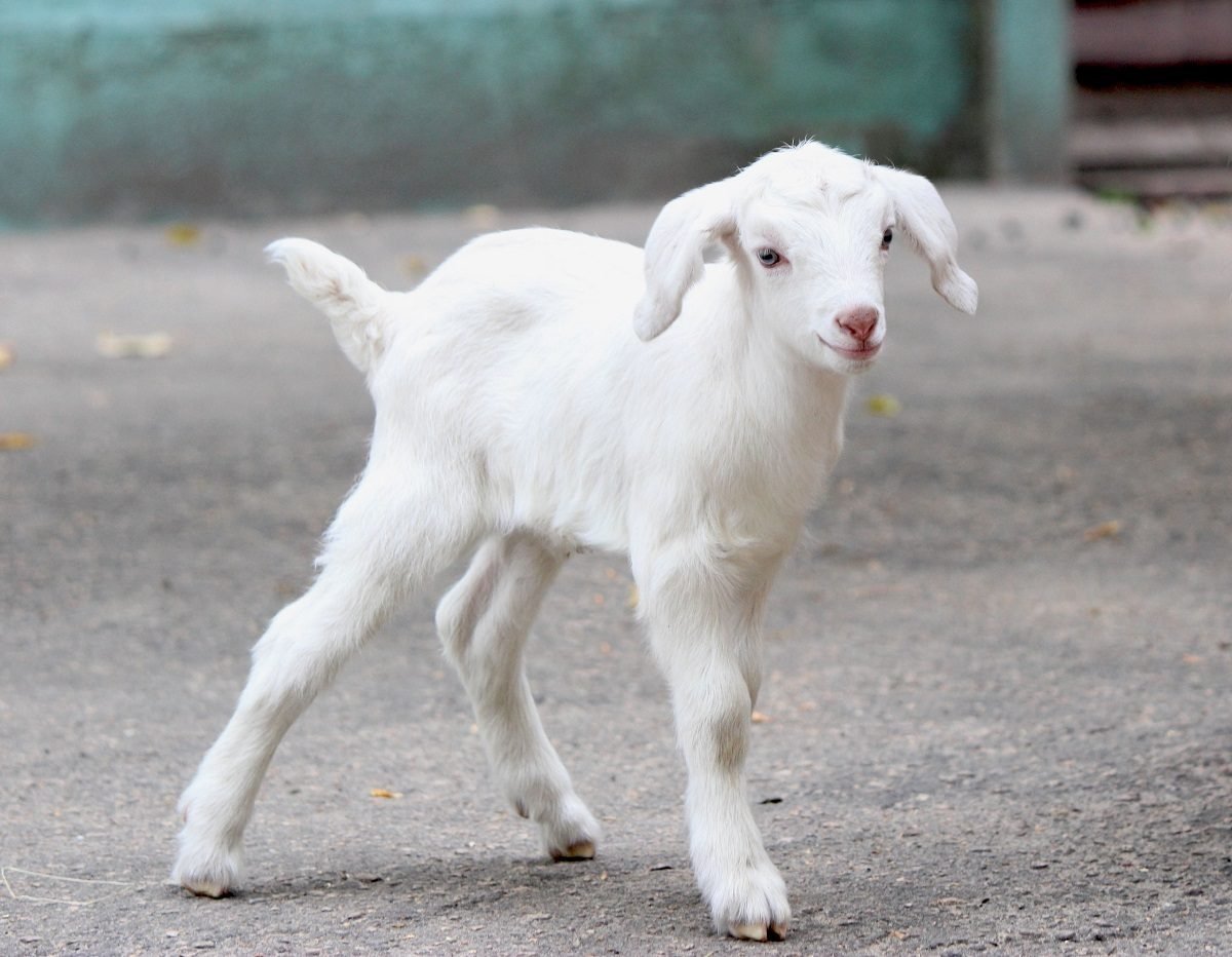 Белая козочка