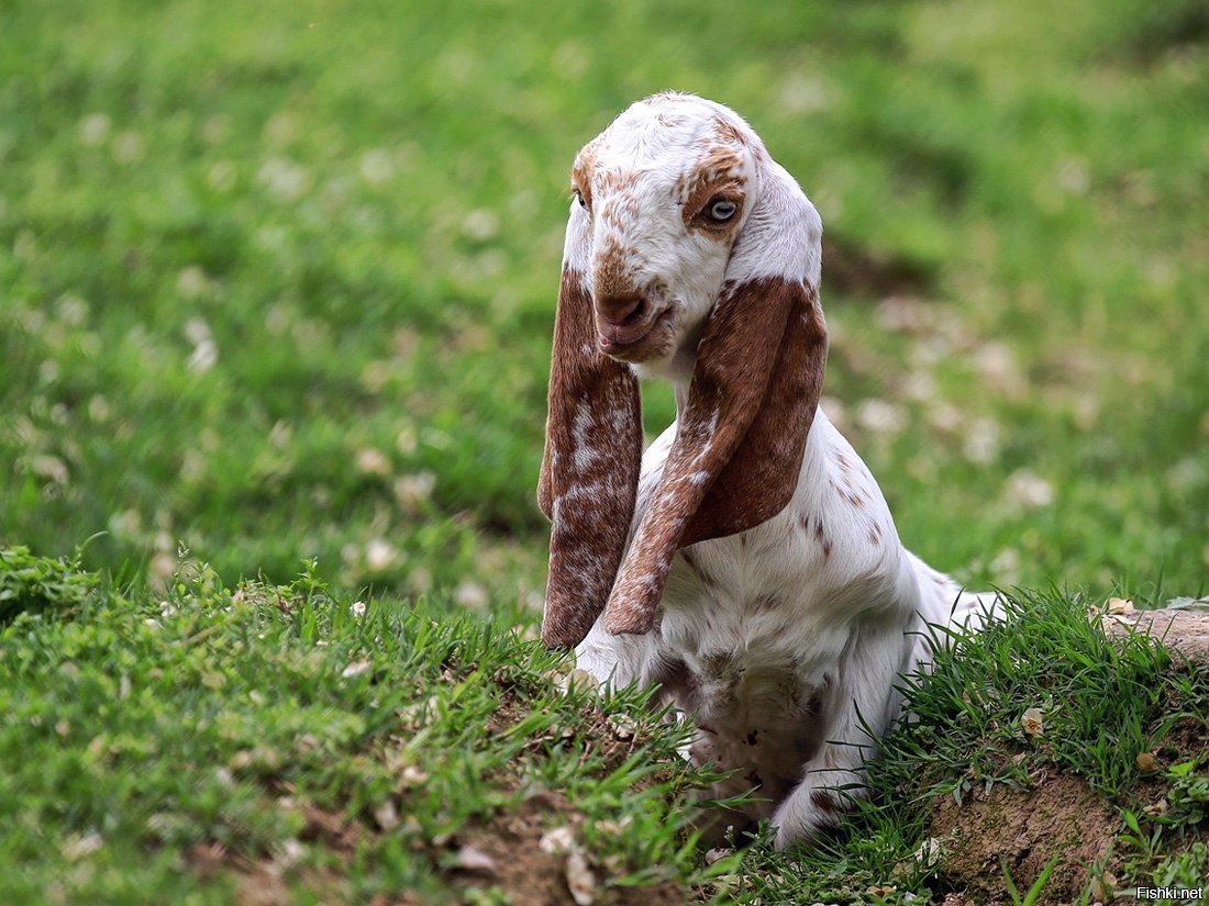 Вислоухие козлы