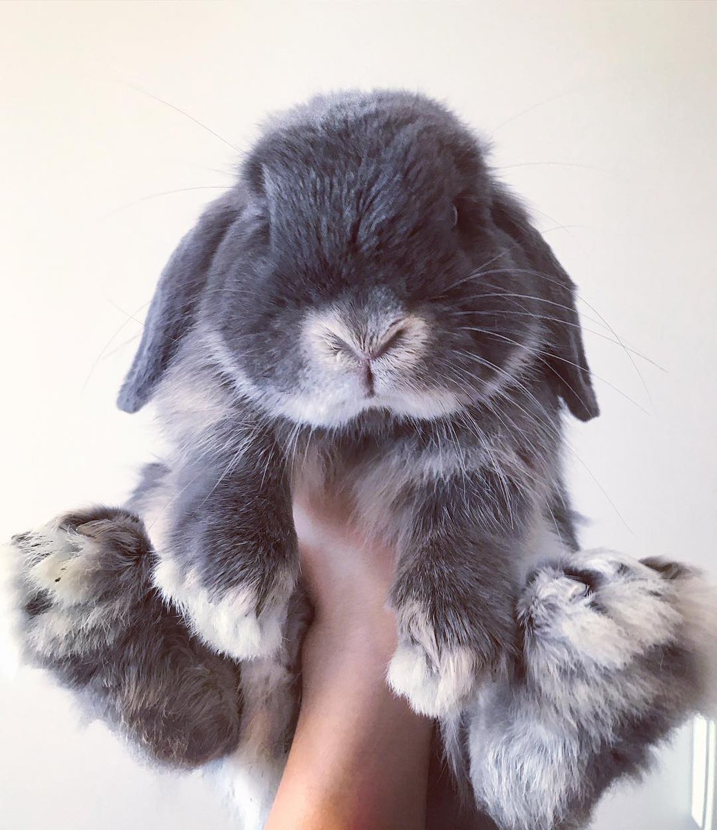 Кролик вислоухий баран серый