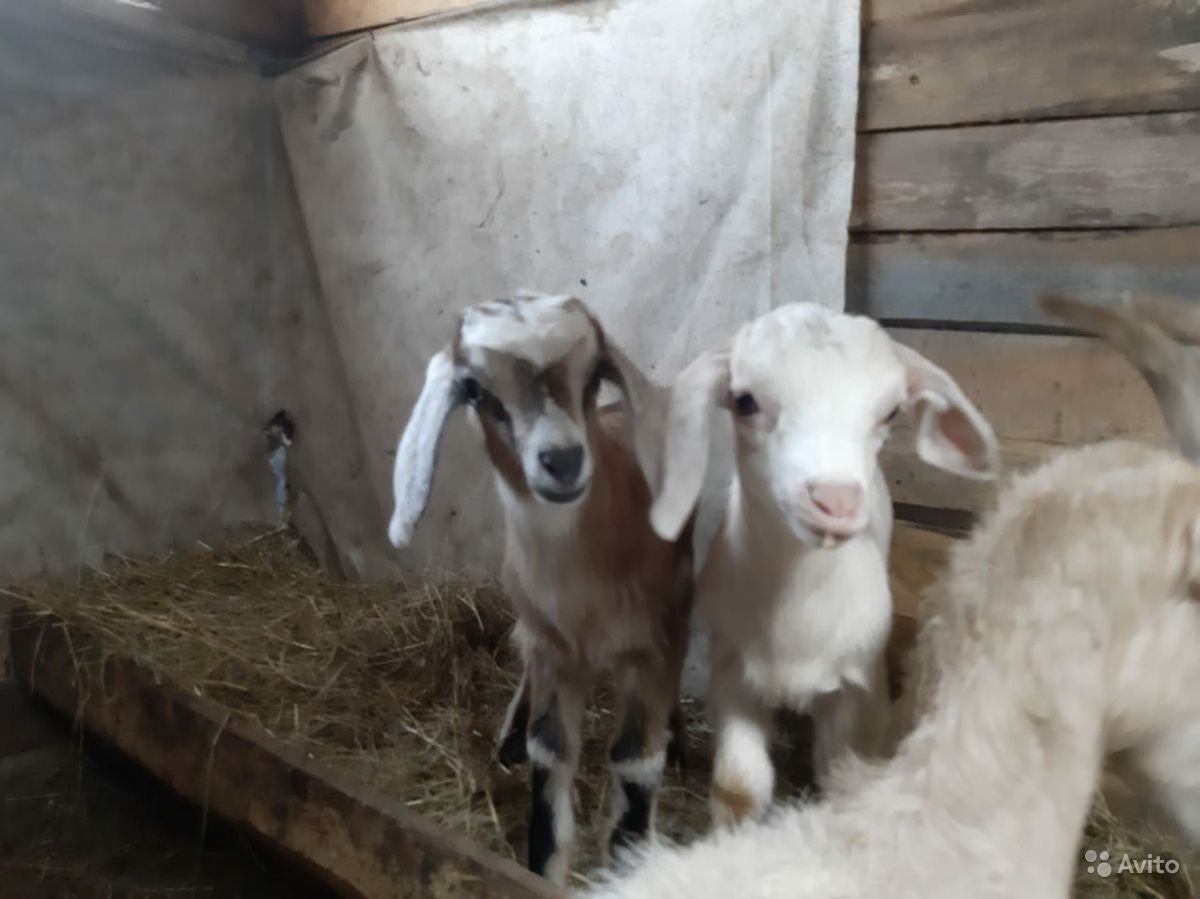 Нубийские козы