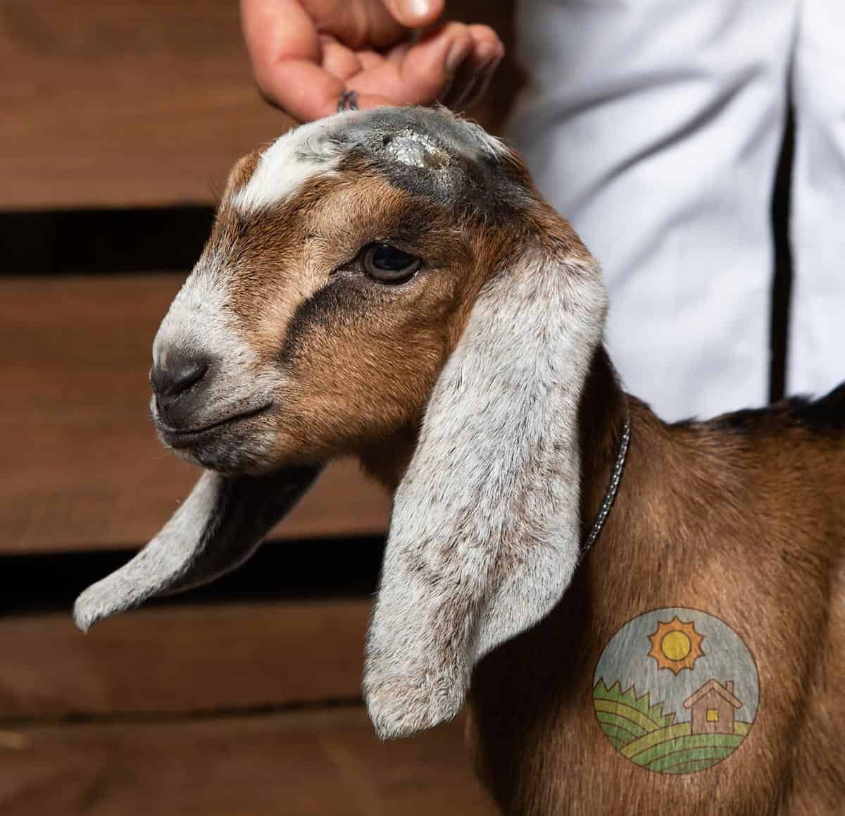 Американские козы