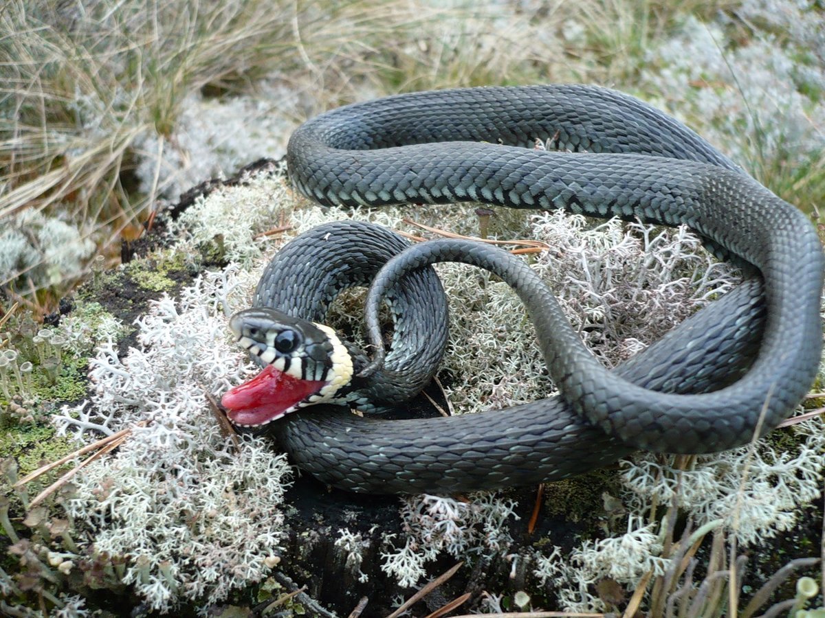 Природа ядовитых змей