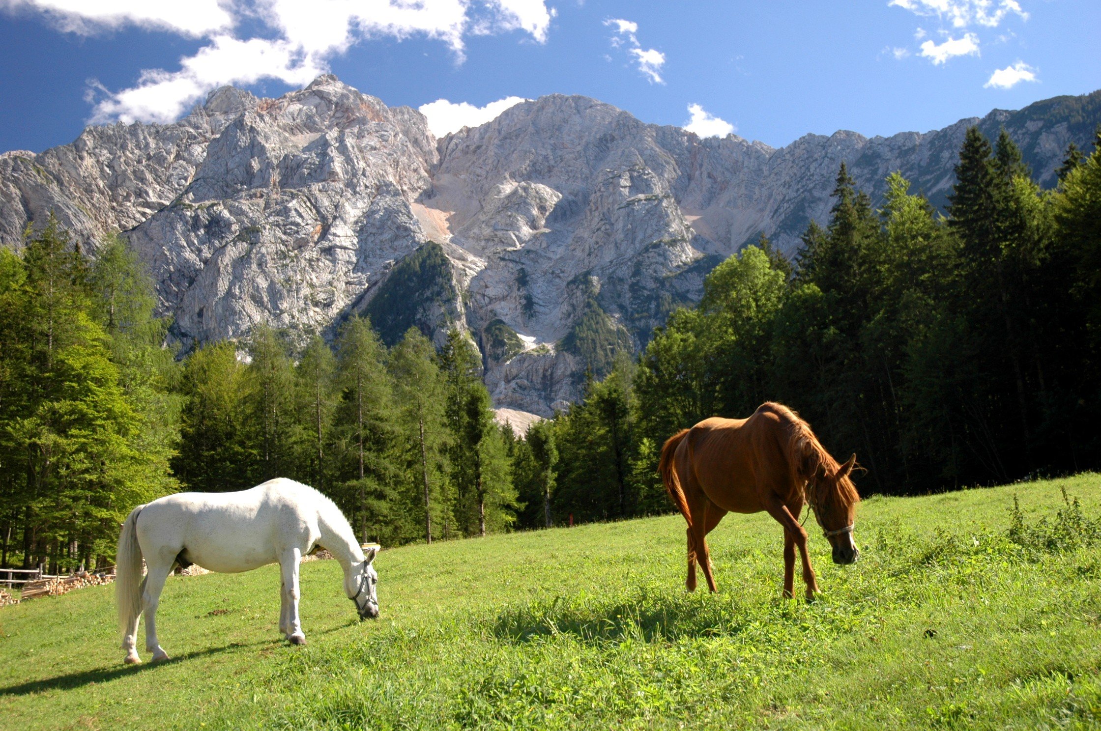 Хорс лейк. Природа Кыргызстана с лошадами. Лошади на природе. Лошади в горах. Пейзаж с лошадьми.
