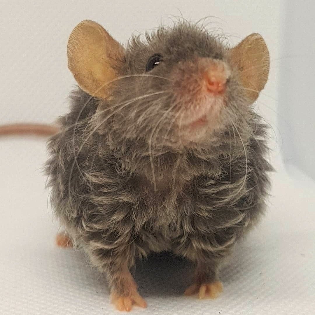 Кудрявые крысы порода рекс
