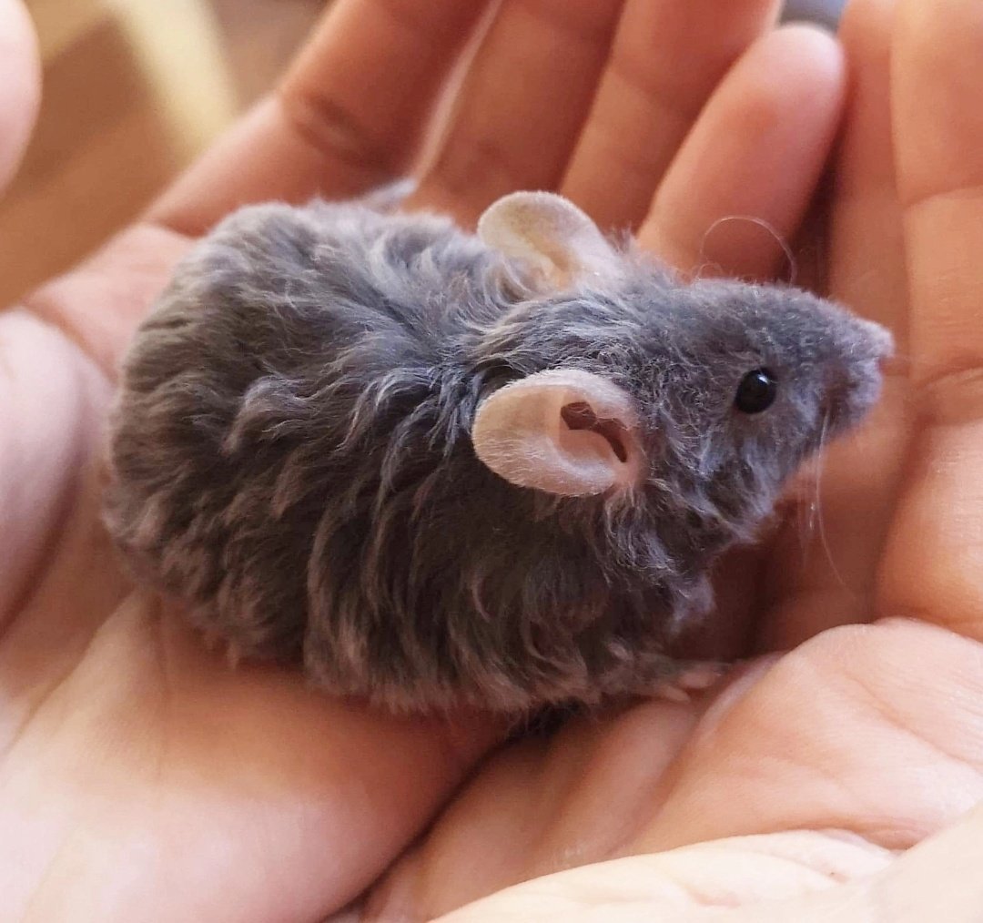 Крыса Дамбо кучерявая