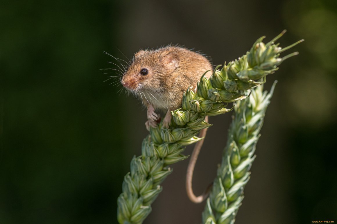 Кучерявые мышки