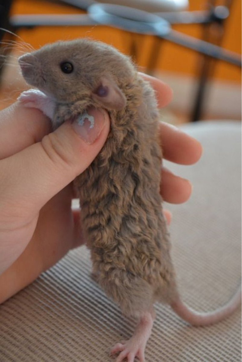 Крысы породы Дамбо рекс